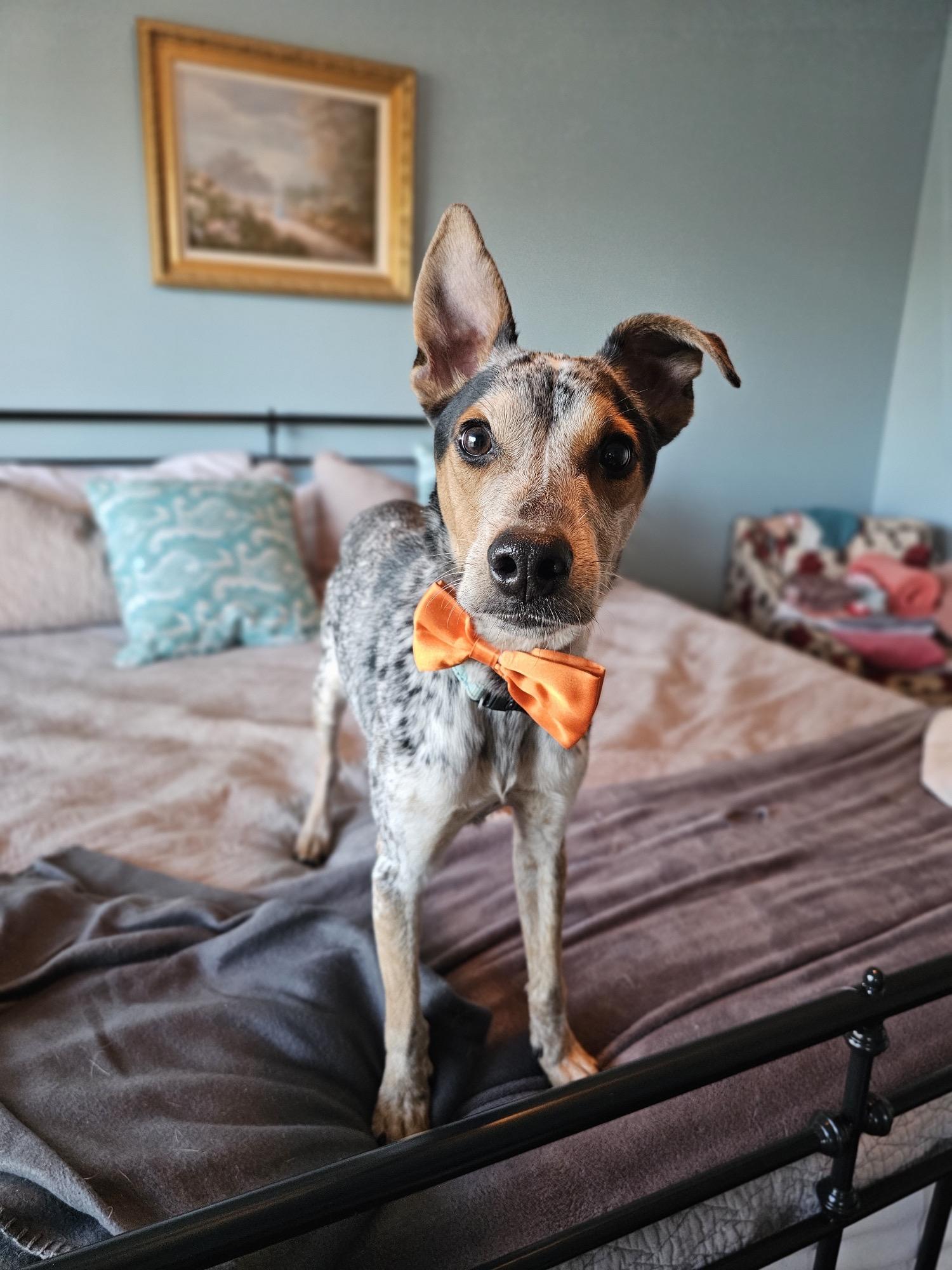 Enlarge Carlton, an adopted mixed breed in Manassas, VA image 5/6