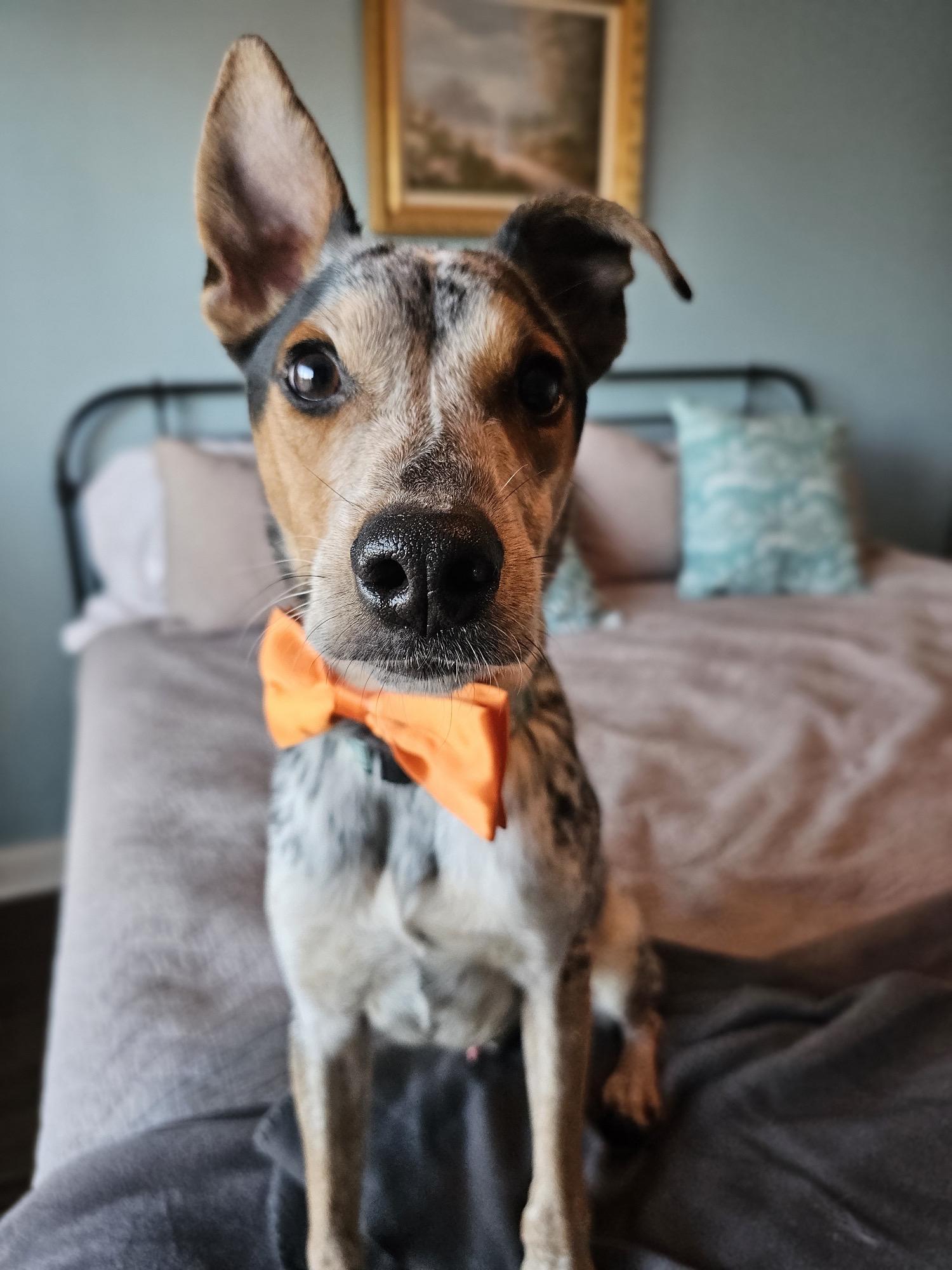 Enlarge Carlton, an adopted mixed breed in Manassas, VA image 6/6