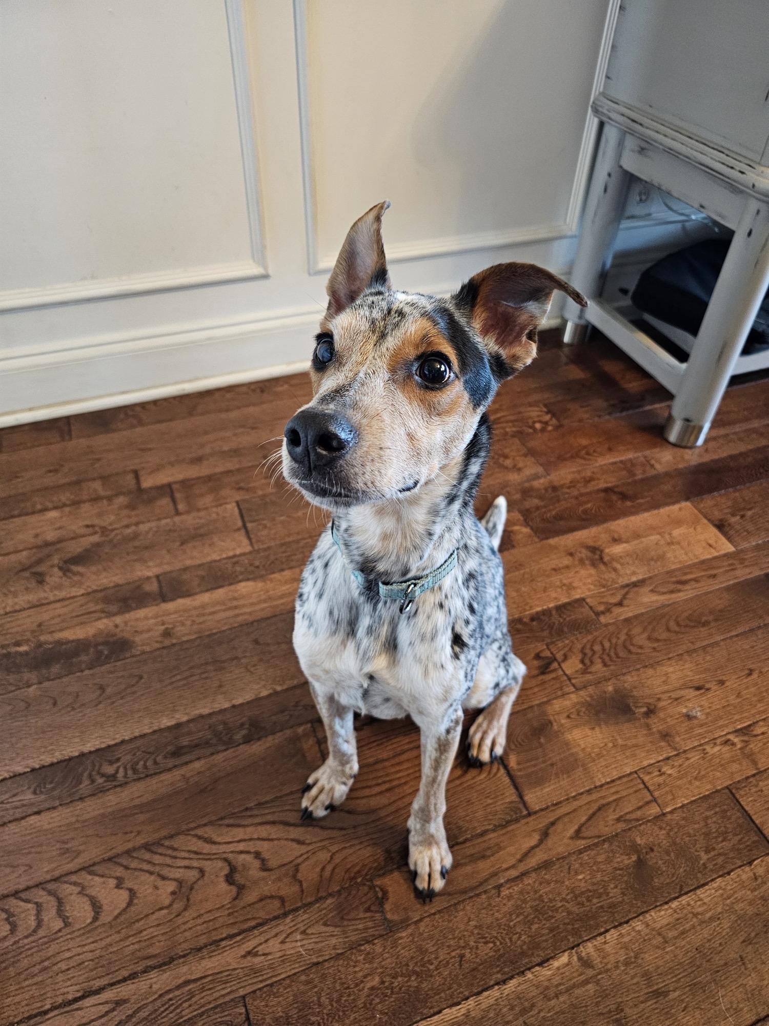 Enlarge Carlton, an adopted mixed breed in Manassas, VA image 3/6