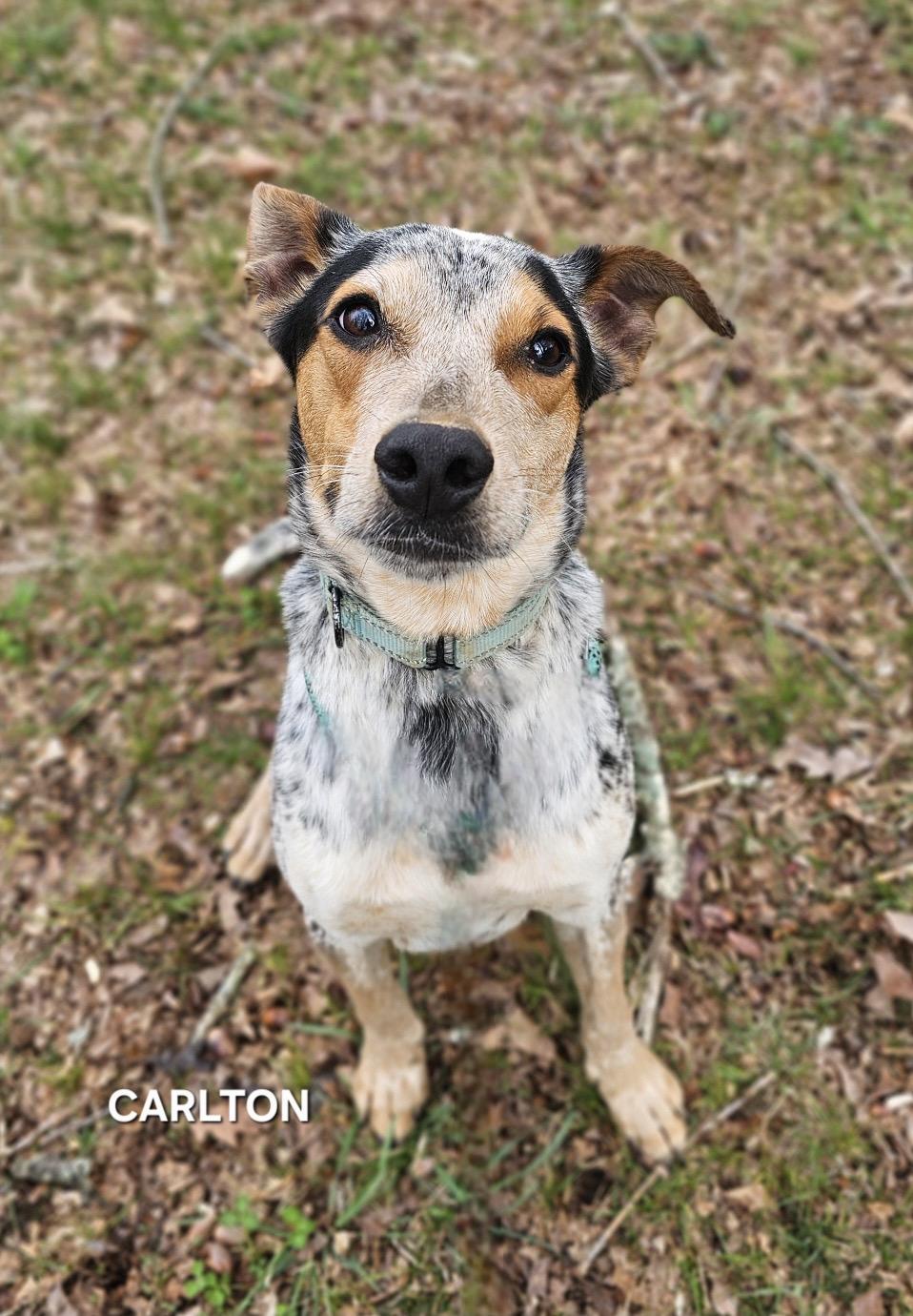 Enlarge Carlton, an adopted mixed breed in Manassas, VA image 2/6