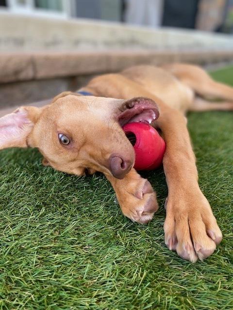 Wendolyn, Adoptable, Puppy Female Labrador Retriever & German Shepherd Dog.