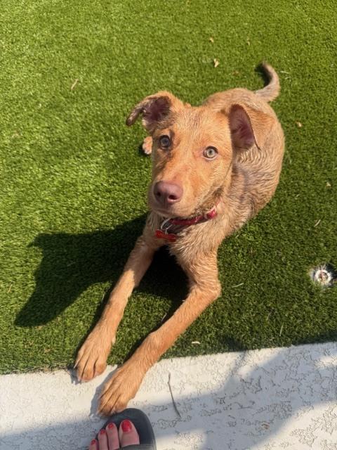 Wendolyn, a Adoptable mixed breed in Sedalia, CO image 2/6