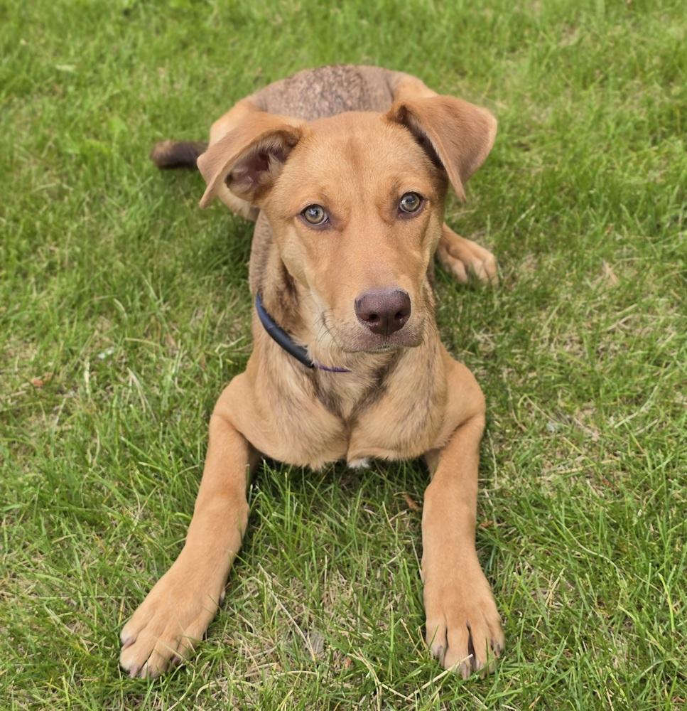 Wendolyn, a Adoptable mixed breed in Sedalia, CO image 3/6