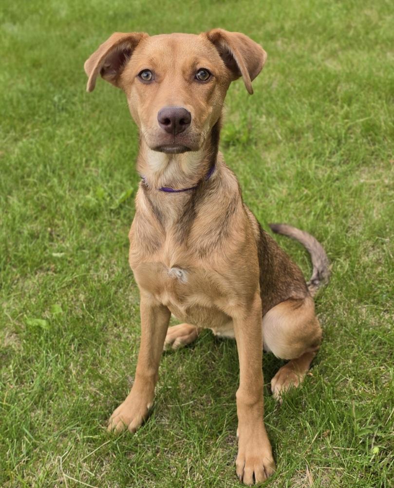 Wendolyn, a Adoptable mixed breed in Sedalia, CO image 4/6