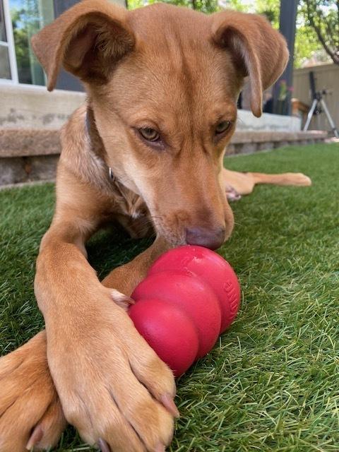 Wendolyn, a Adoptable mixed breed in Sedalia, CO image 5/6