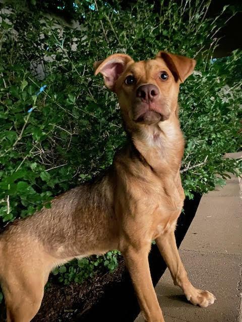 Wendolyn, a Adoptable mixed breed in Sedalia, CO image 5/6