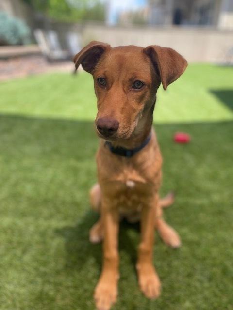 Wendolyn, a Adoptable mixed breed in Sedalia, CO image 6/6