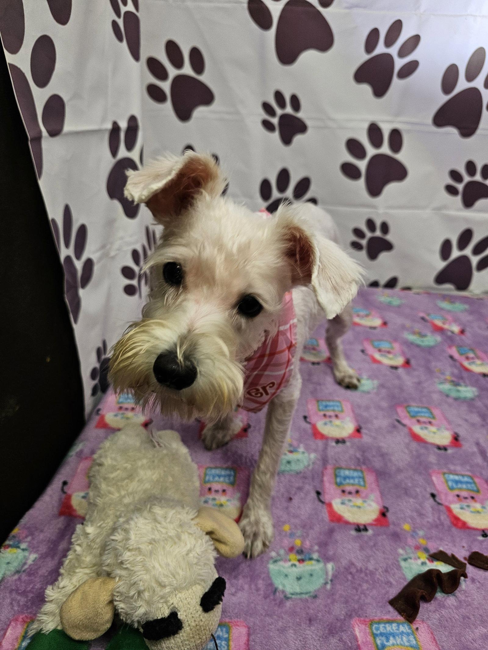 Rivers, Adopted, Adult Female Schnauzer.