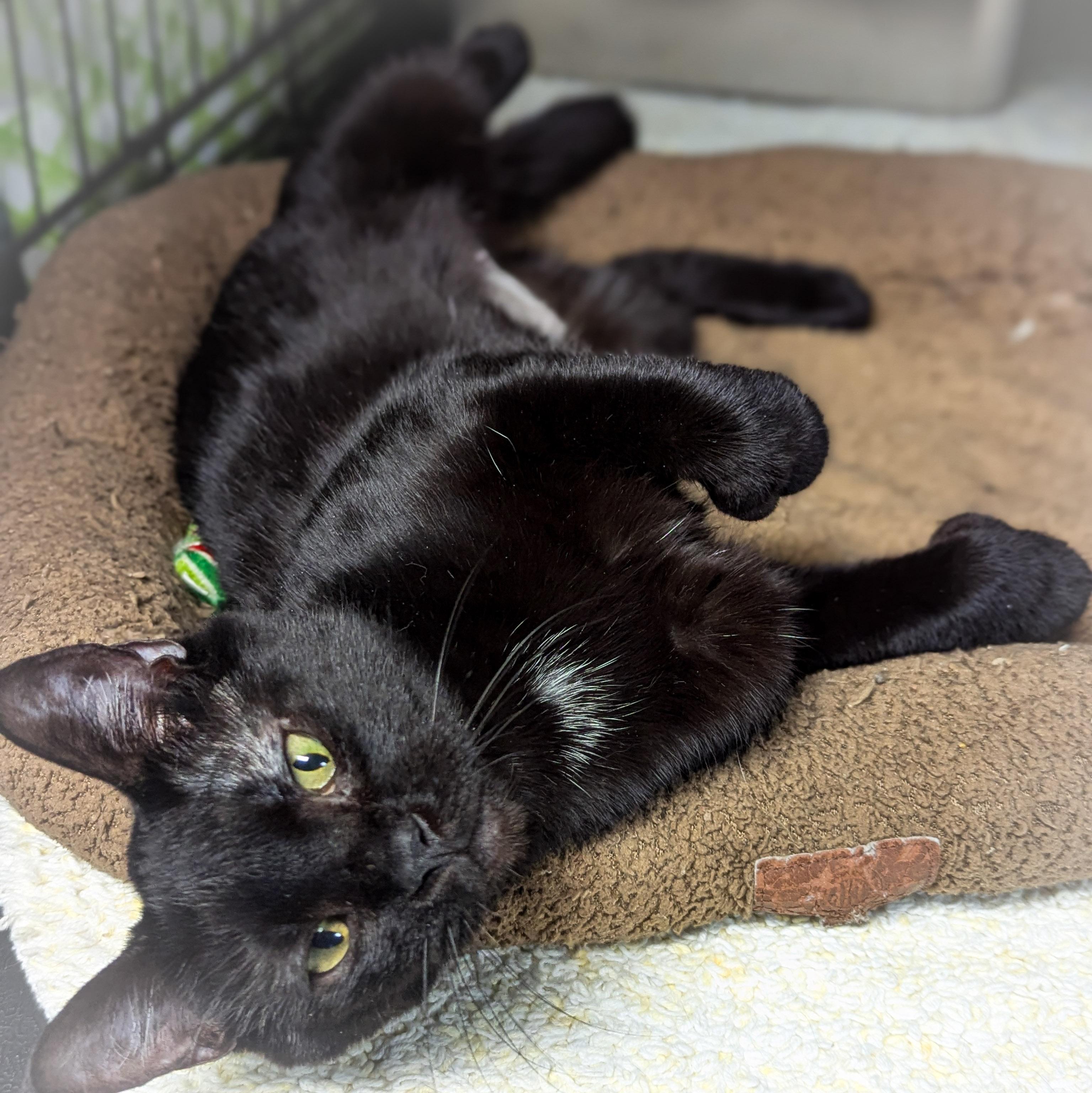 Enlarge PIPER , an adopted mixed breed in Schererville, IN image 3/4