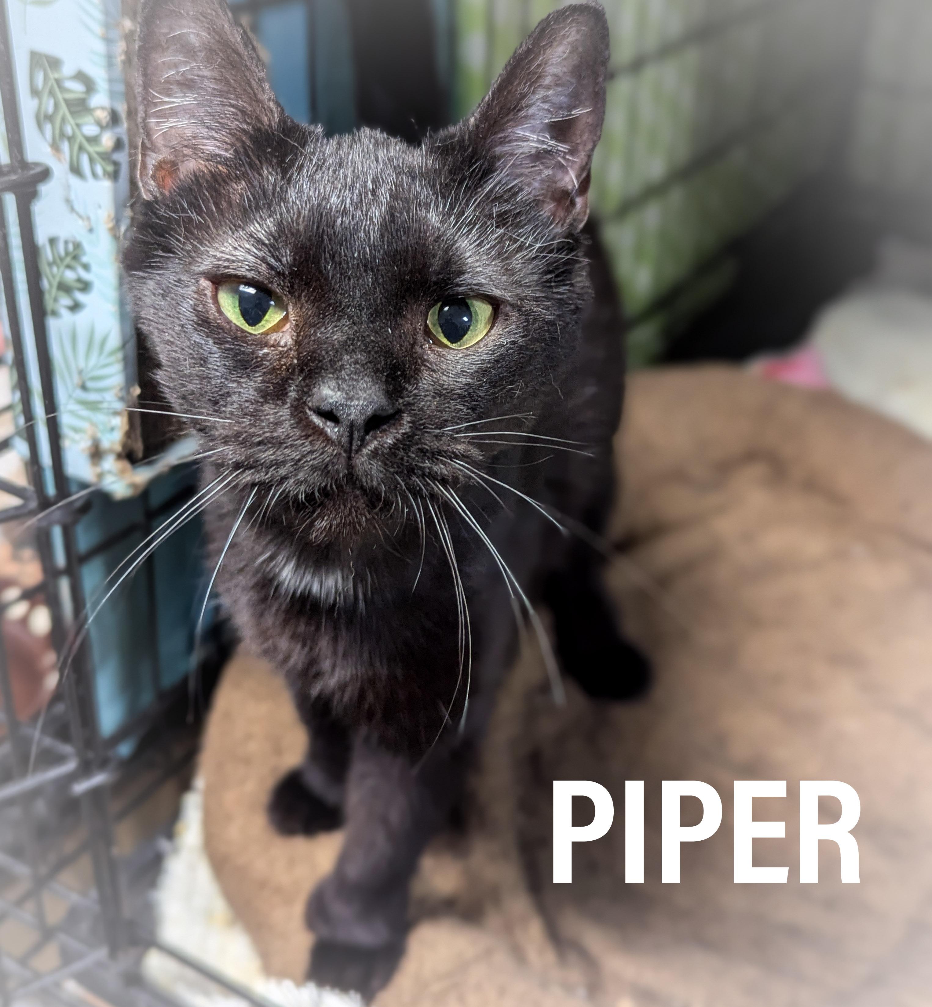 Enlarge PIPER , an adopted mixed breed in Schererville, IN image 4/4