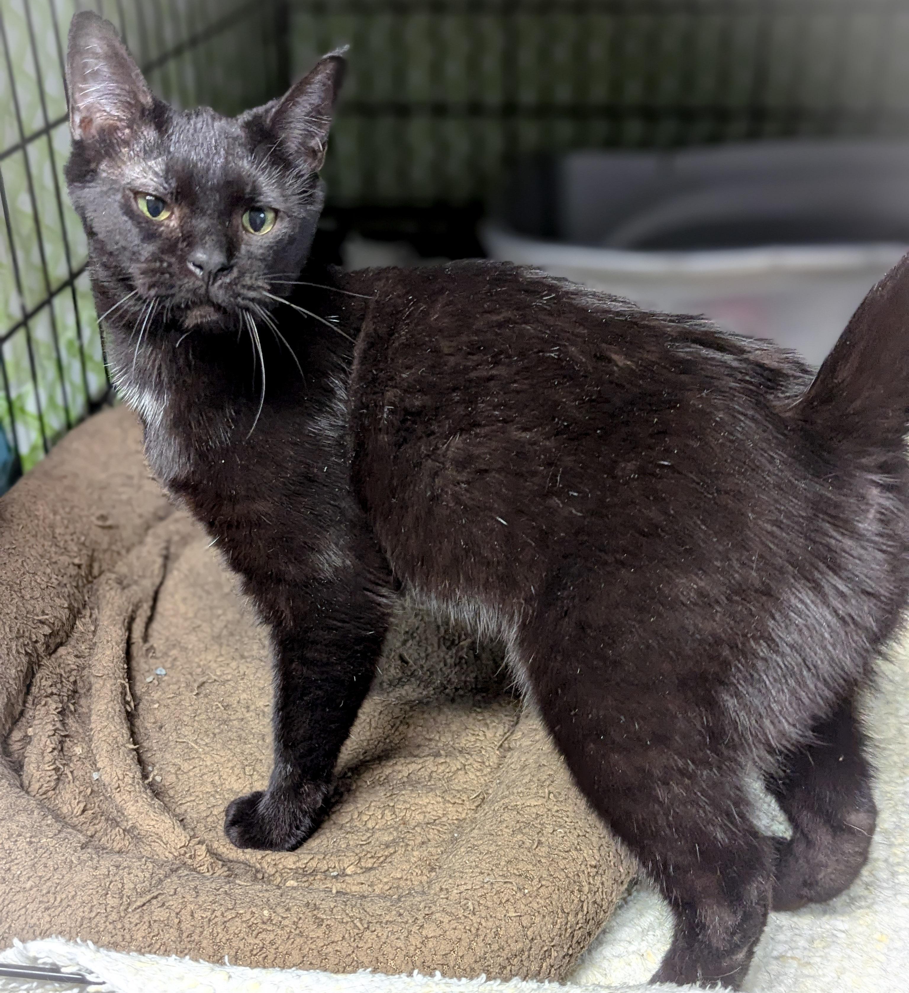 Enlarge PIPER , an adopted mixed breed in Schererville, IN image 2/4