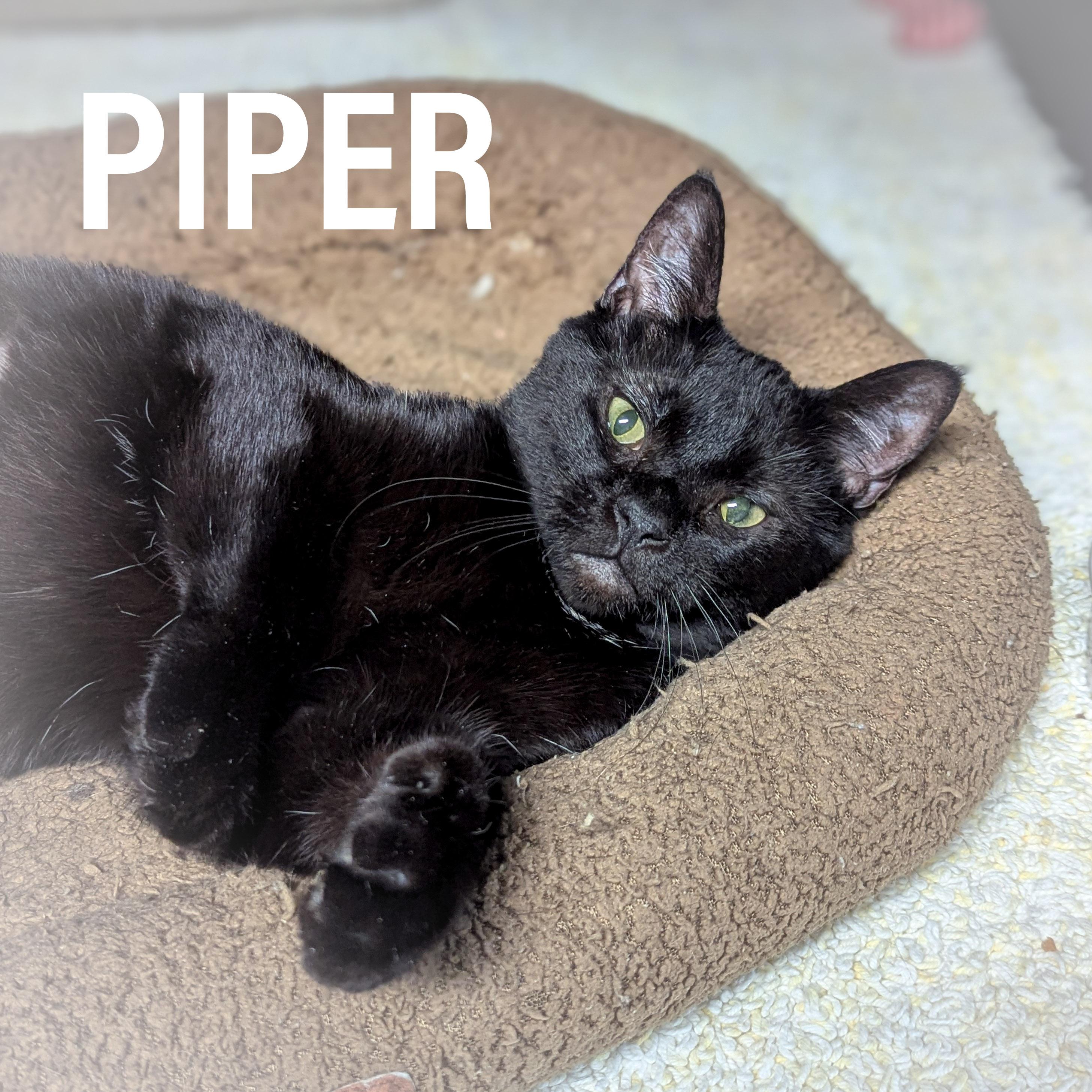 Enlarge PIPER , an adopted mixed breed in Schererville, IN image 1/4