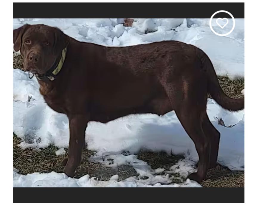 Kimbra, Adoptable, Young Female Chocolate Labrador Retriever.