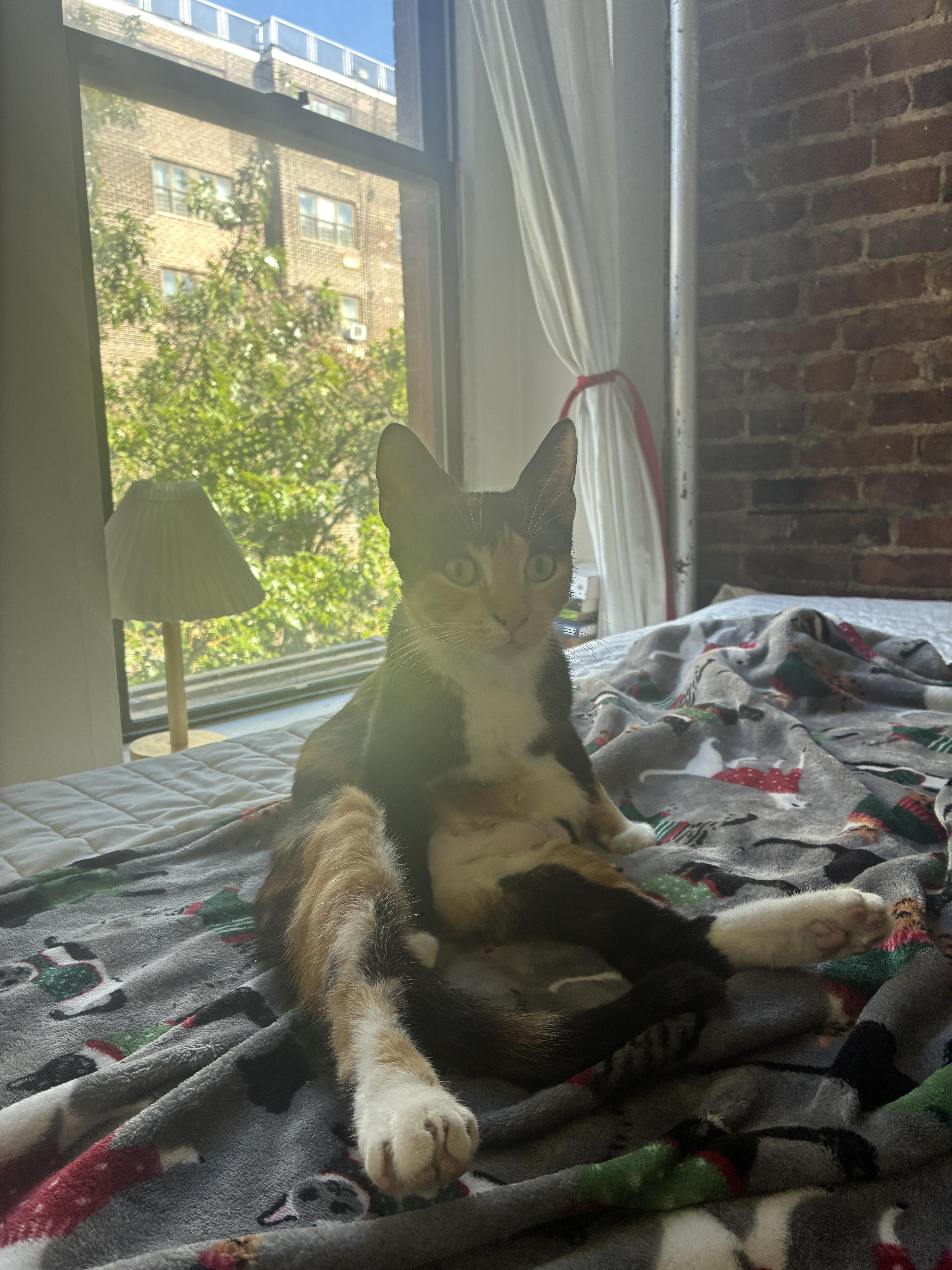 Enlarge Rhythm, a Adoptable Domestic Short Hair in Brooklyn, NY image 4/6