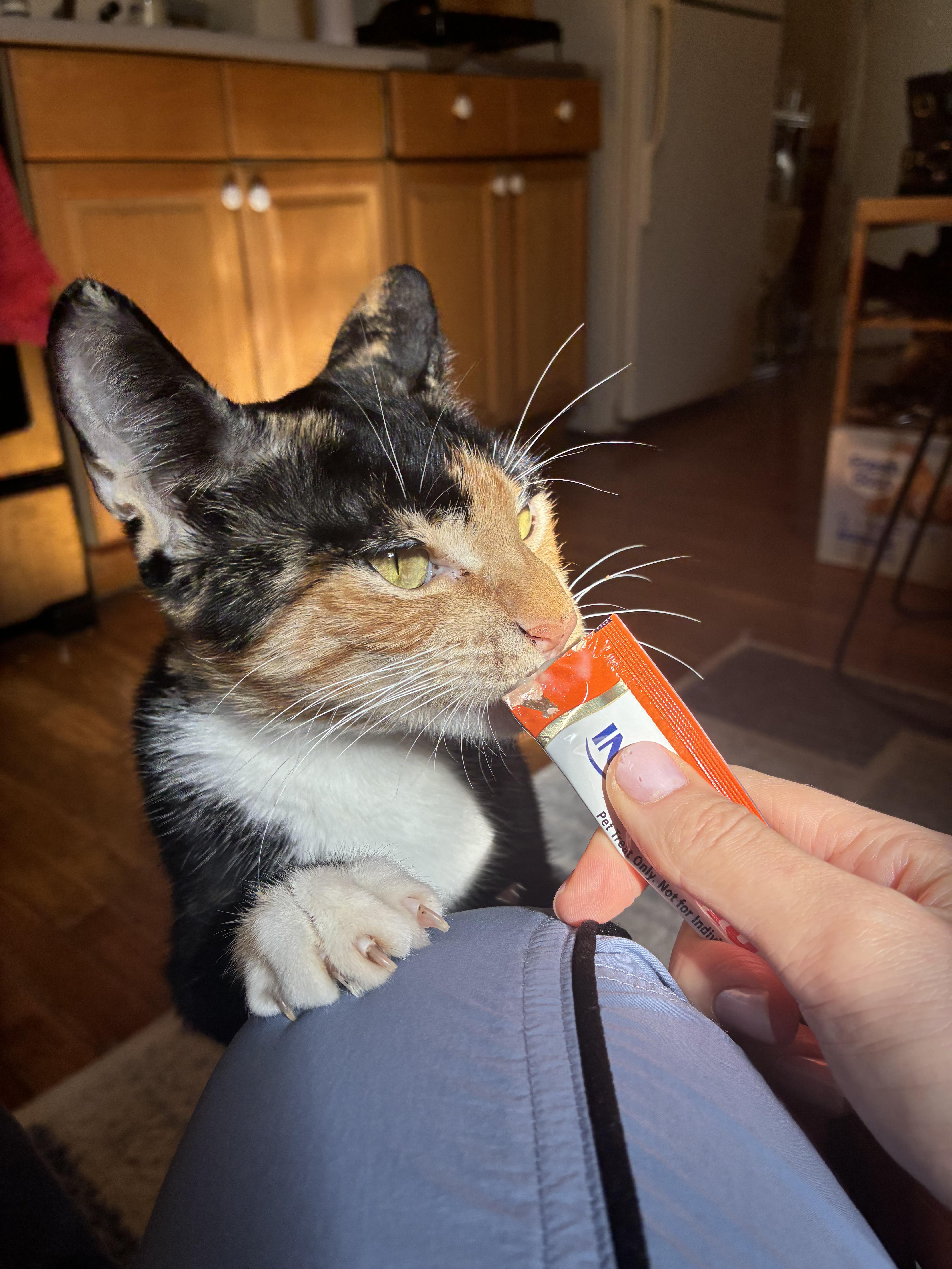 Enlarge Rhythm, a Adoptable Domestic Short Hair in Brooklyn, NY image 5/6