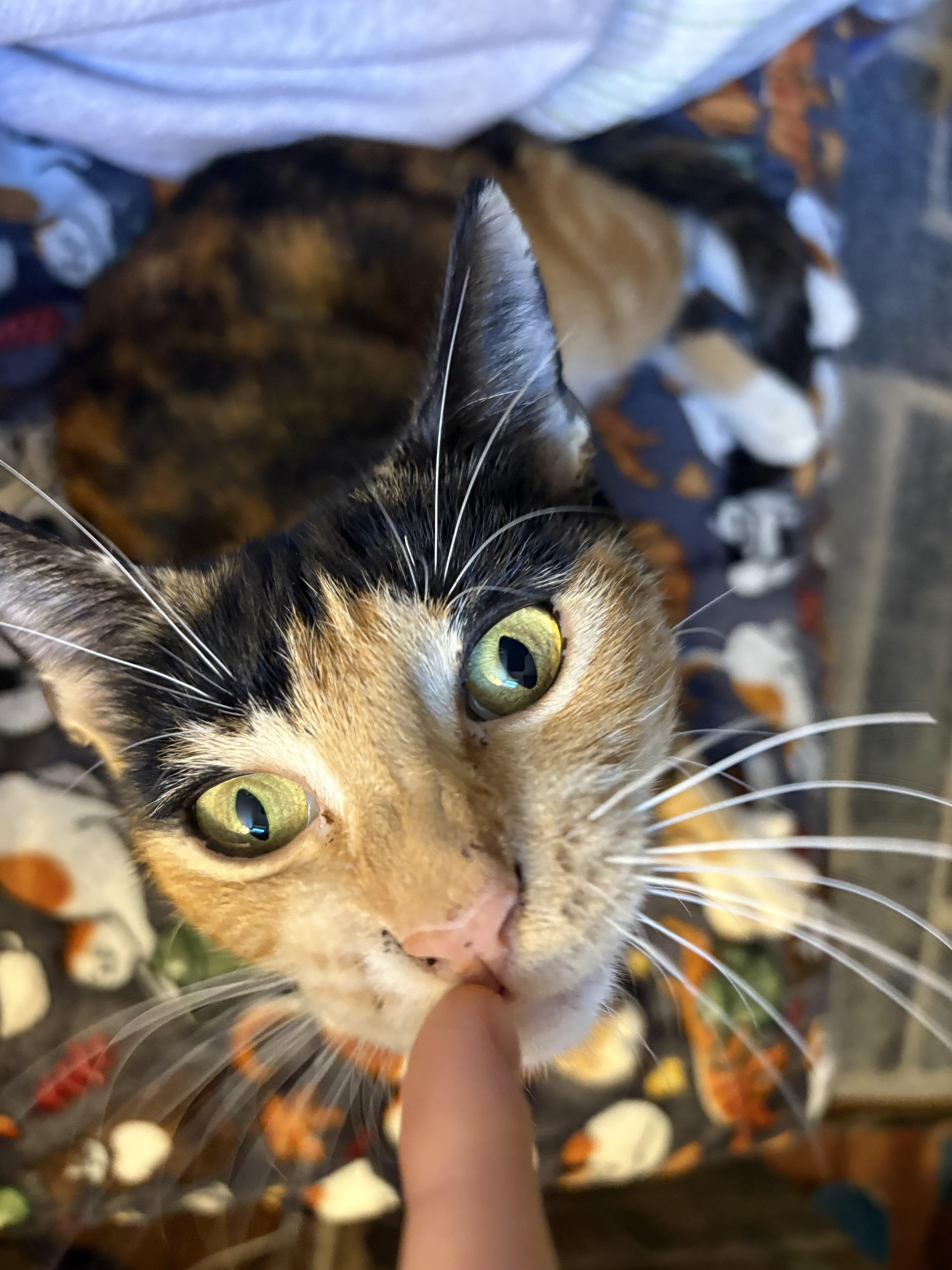Enlarge Rhythm, a Adoptable Domestic Short Hair in Brooklyn, NY image 2/6