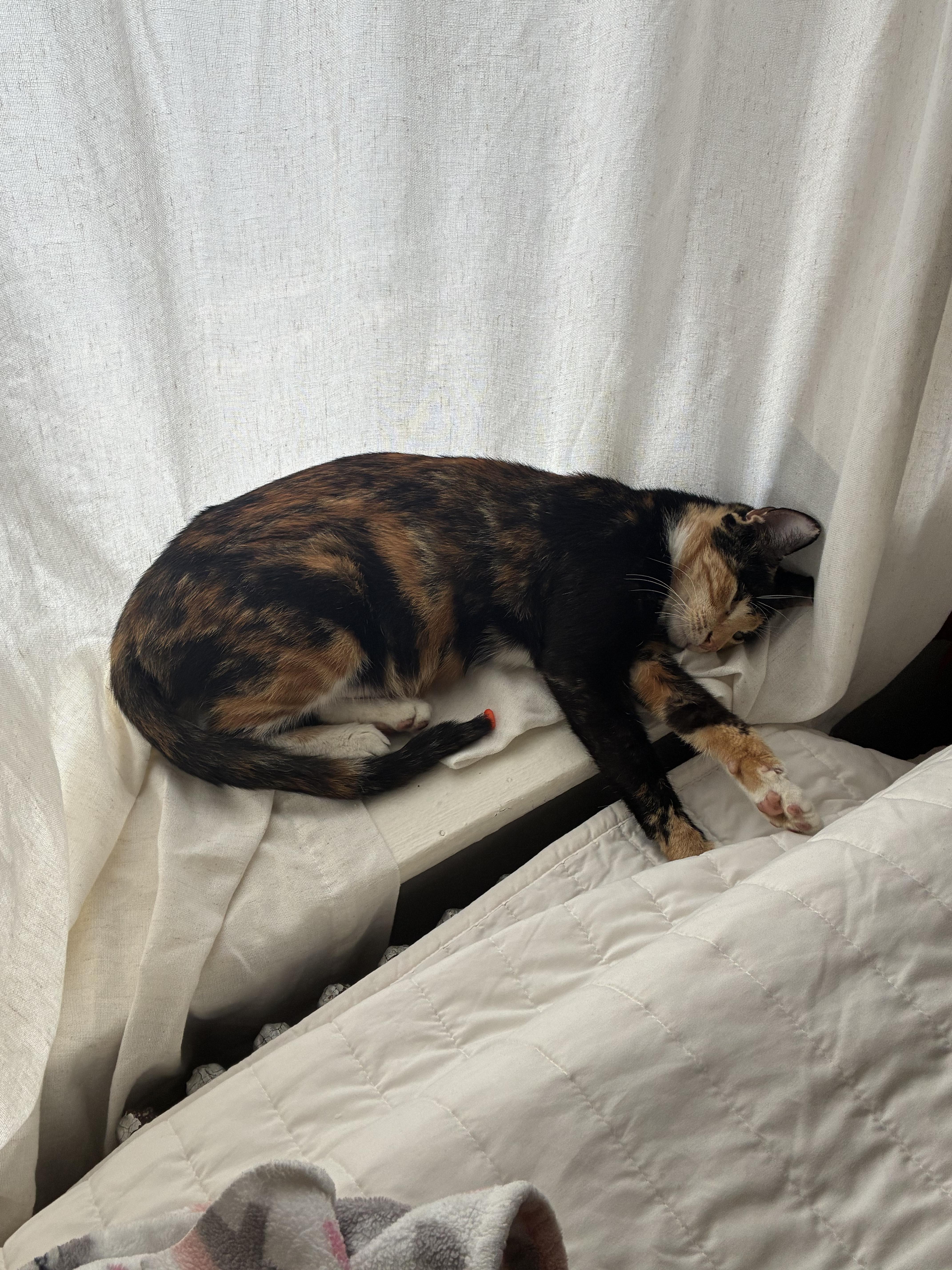 Enlarge Rhythm, a Adoptable Domestic Short Hair in Brooklyn, NY image 3/6