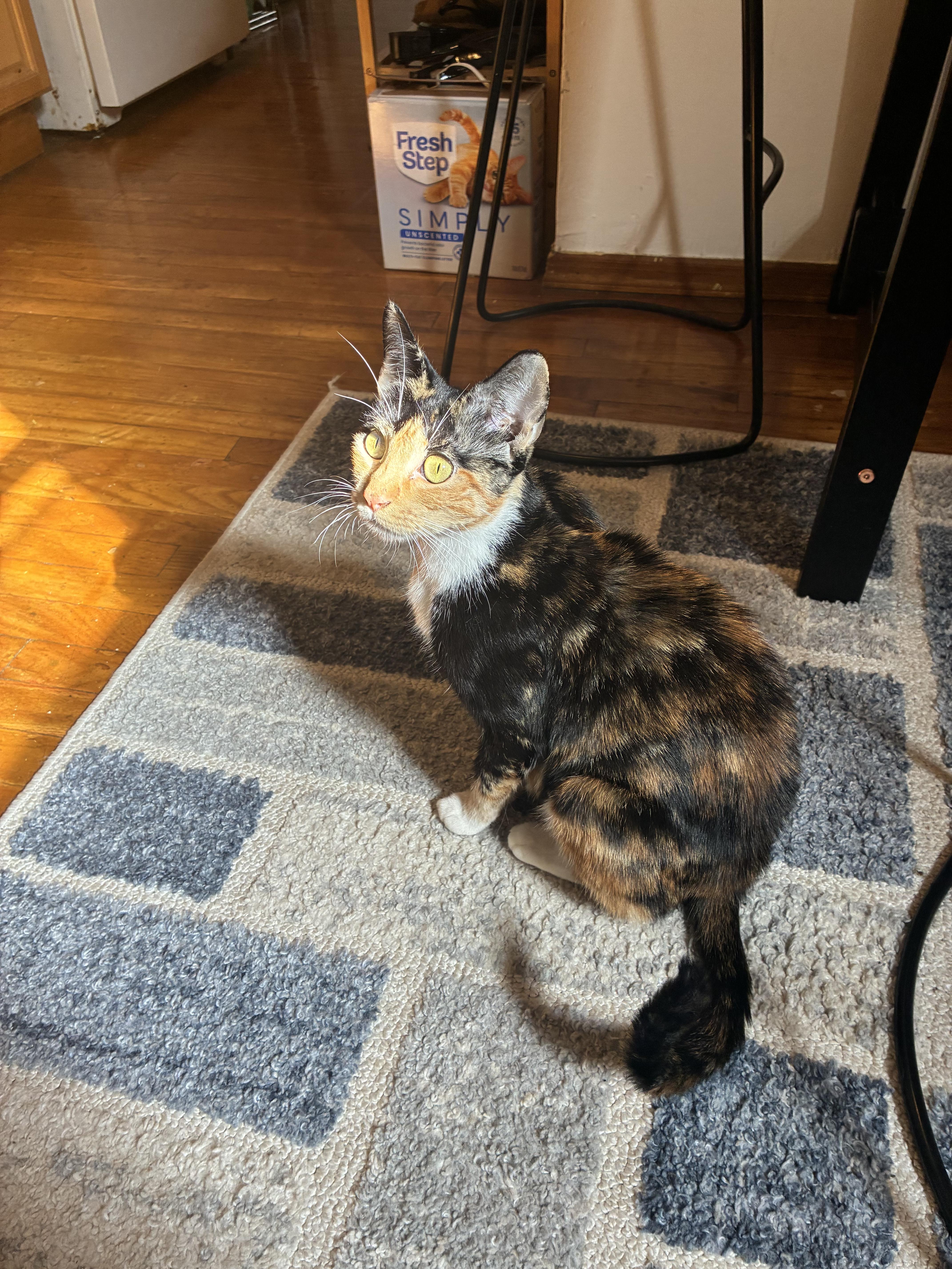 Rhythm, Adoptable, Adult Female Domestic Short Hair.