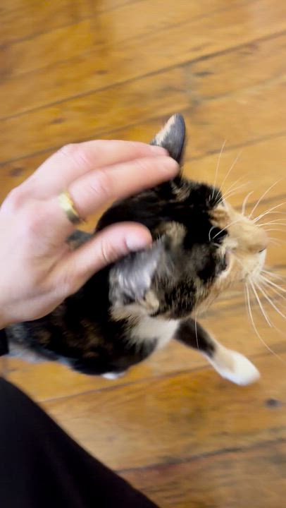 Enlarge Rhythm, a Adoptable Domestic Short Hair in Brooklyn, NY video 6/6
