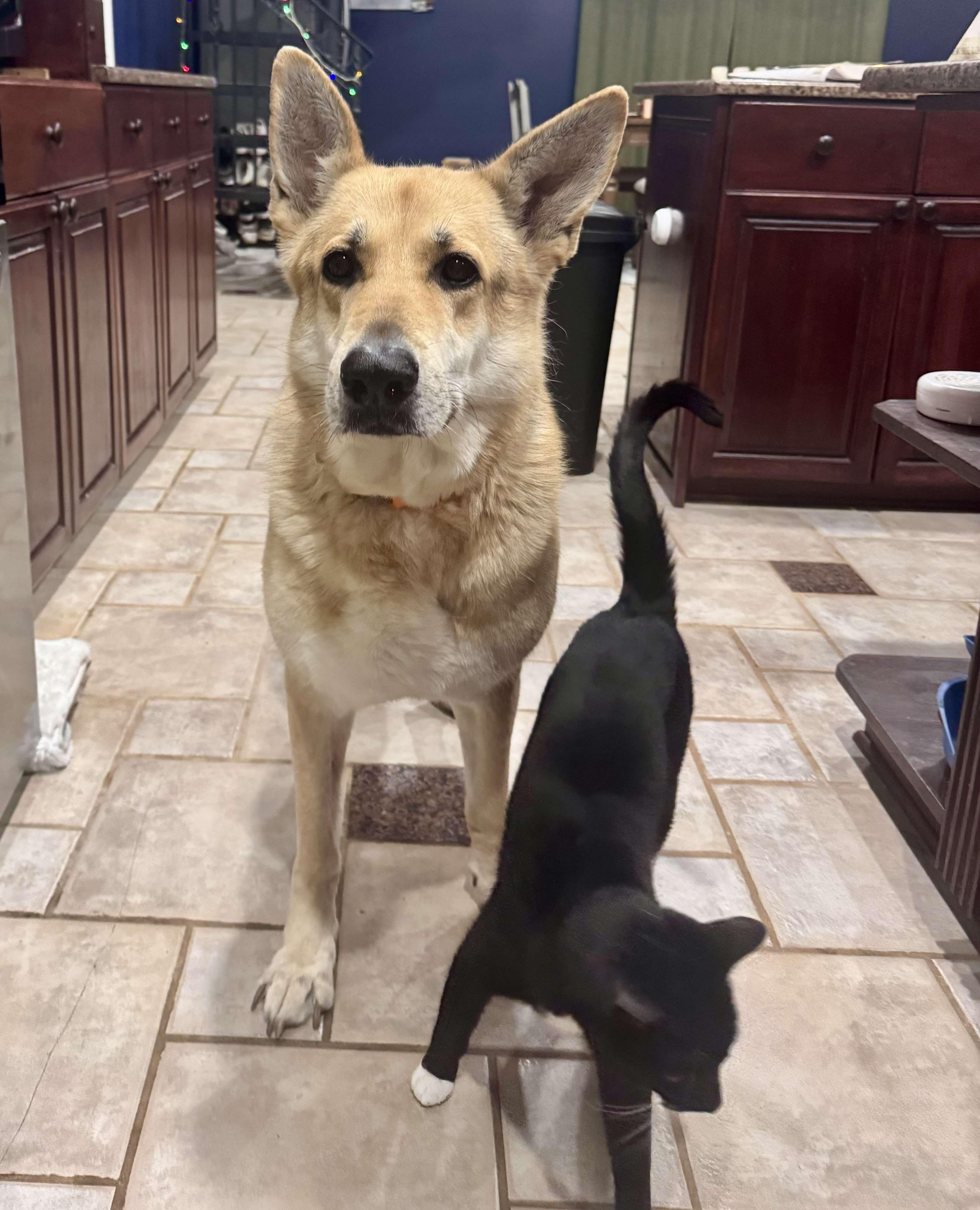 Luna, a Adopted German Shepherd Dog in Toney, AL image 2/6