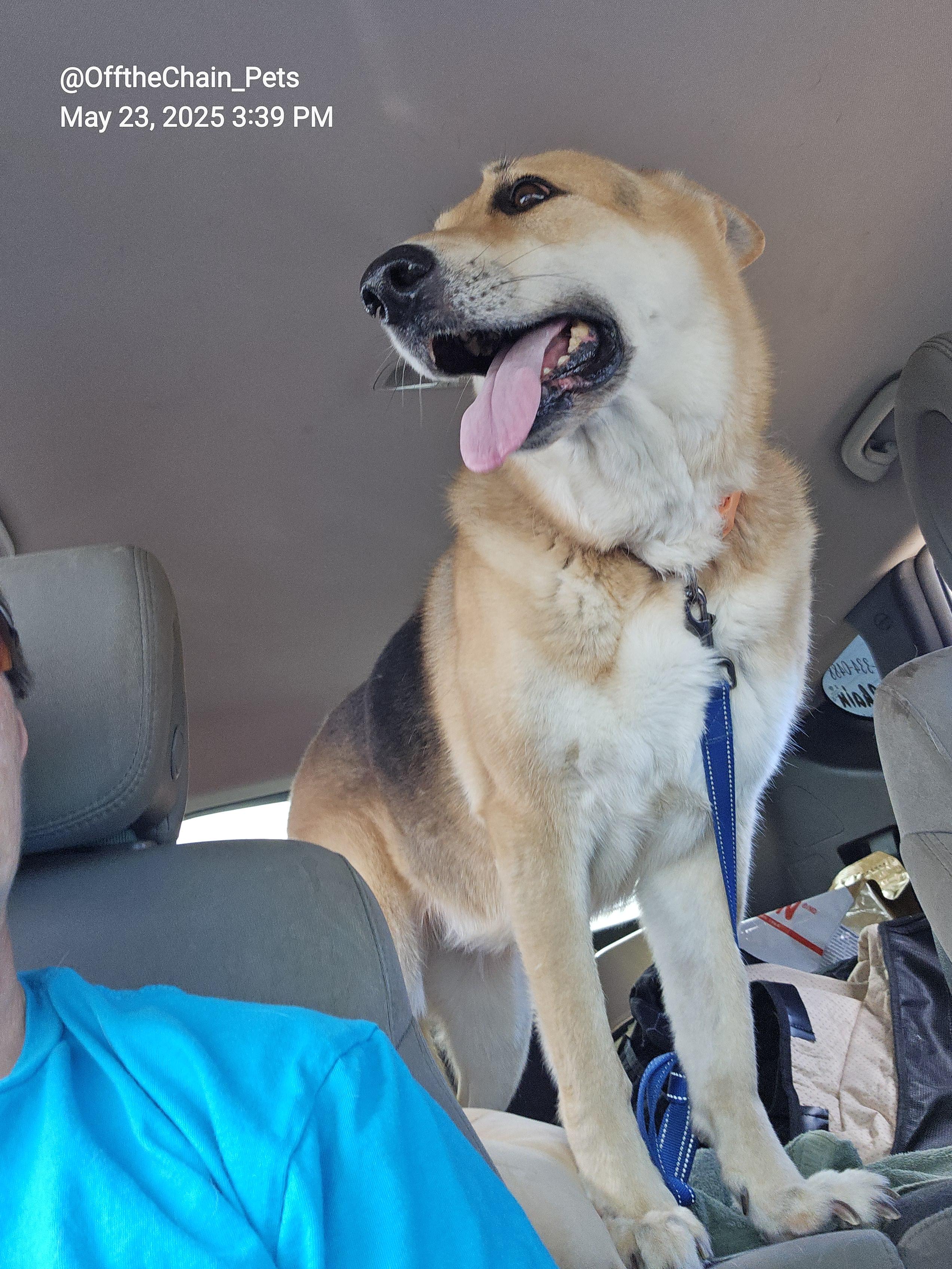 Luna, a Adopted German Shepherd Dog in Toney, AL image 5/6