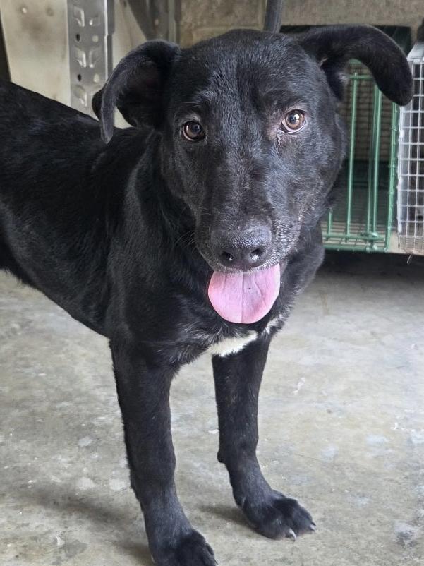 Enlarge Woody, a ADOPTABLE mixed breed in Friendswood, TX image 1/1