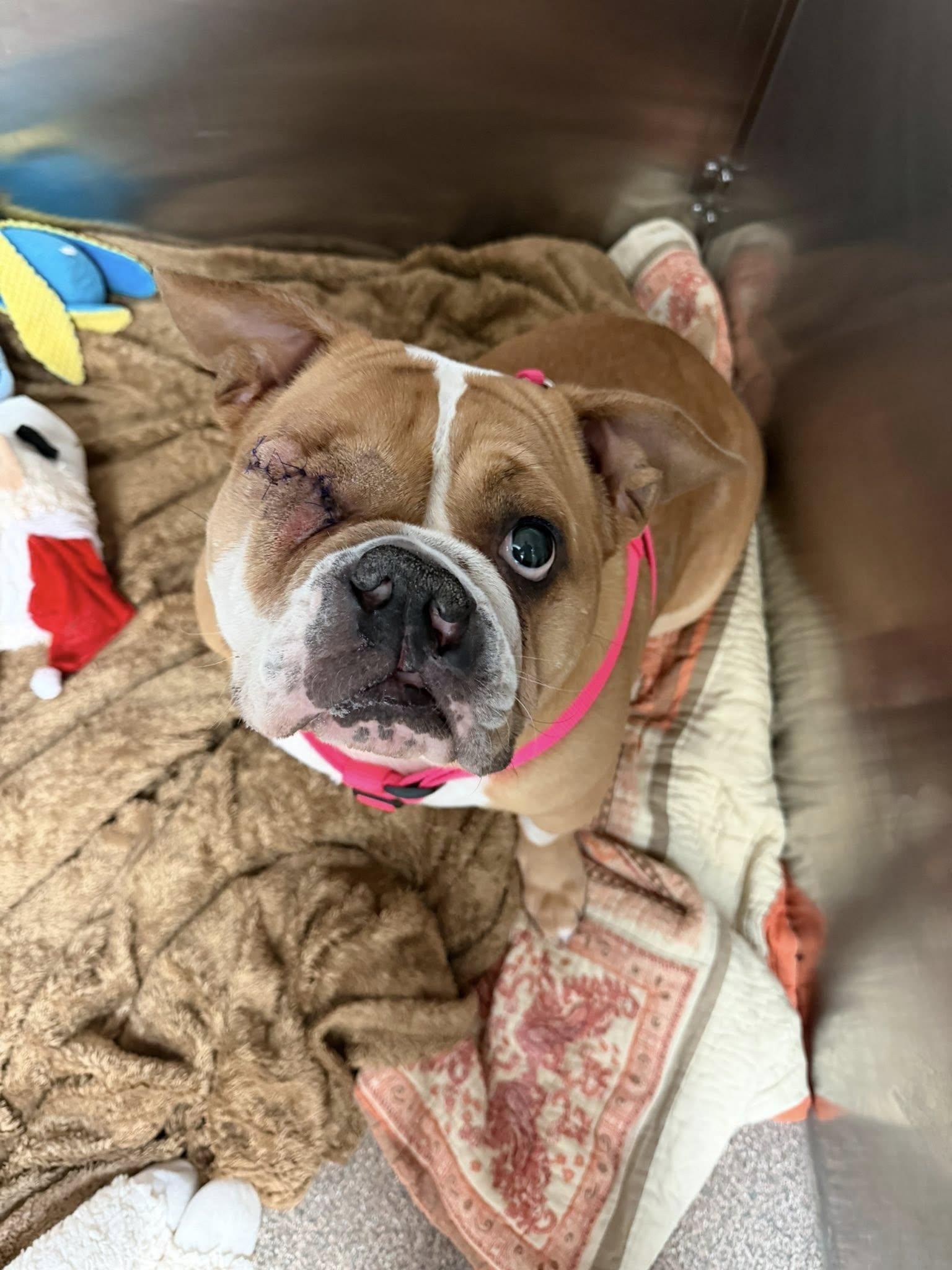 Enlarge Doodle , an adopted English Bulldog in Sterling Heights, MI image 2/5