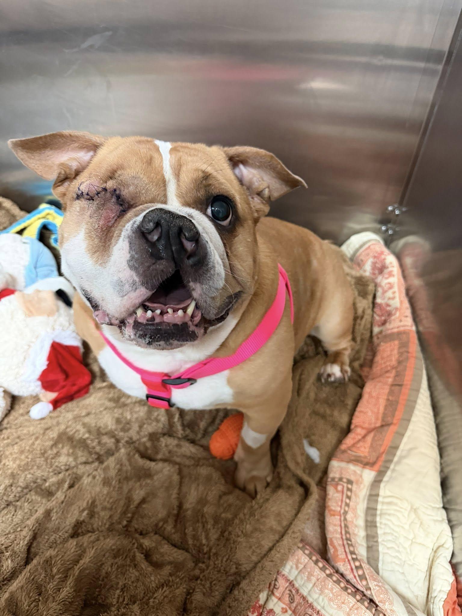 Doodle , ADOPTABLE, Adult Female English Bulldog.
