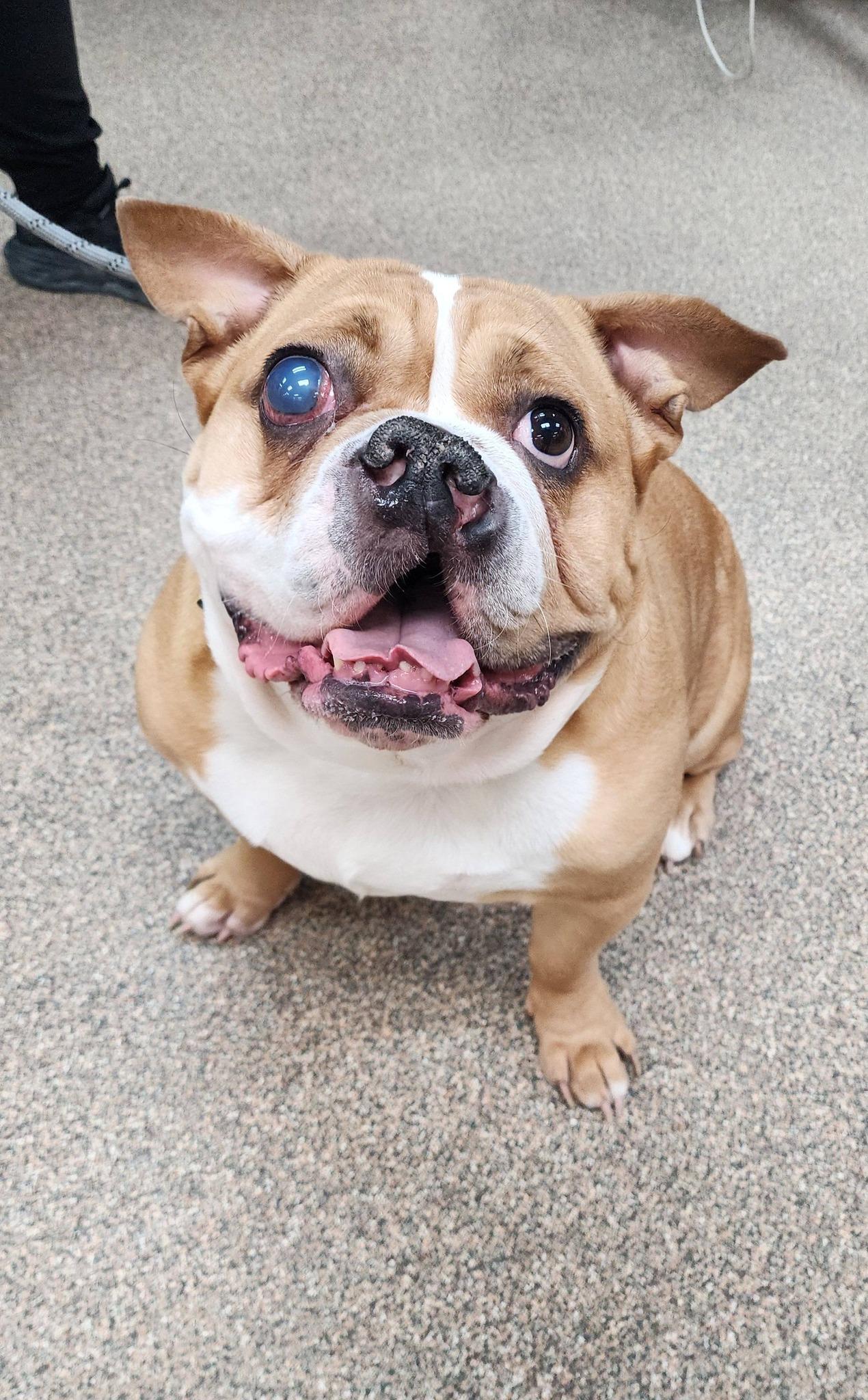 Enlarge Doodle , an adopted English Bulldog in Sterling Heights, MI image 5/5