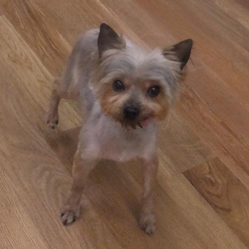 DEZARAY, an adopted Yorkshire Terrier in Trufant, MI image 2/4