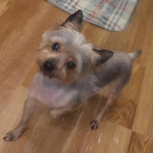 DEZARAY, an adopted Yorkshire Terrier in Trufant, MI image 3/4