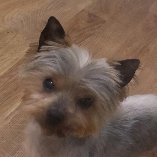 DEZARAY, an adopted Yorkshire Terrier in Trufant, MI image 1/4