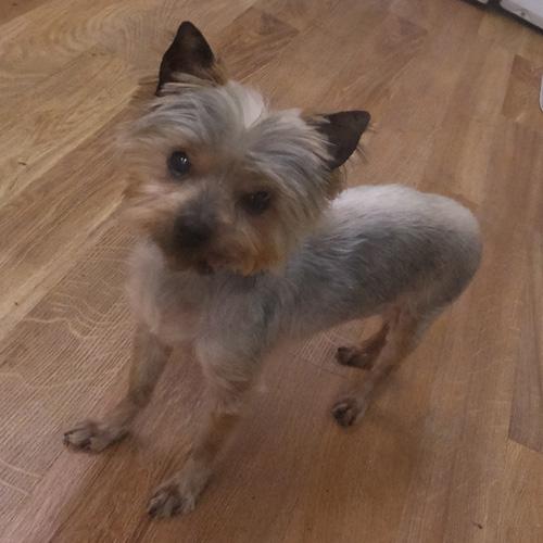 DEZARAY, an adopted Yorkshire Terrier in Trufant, MI image 4/4