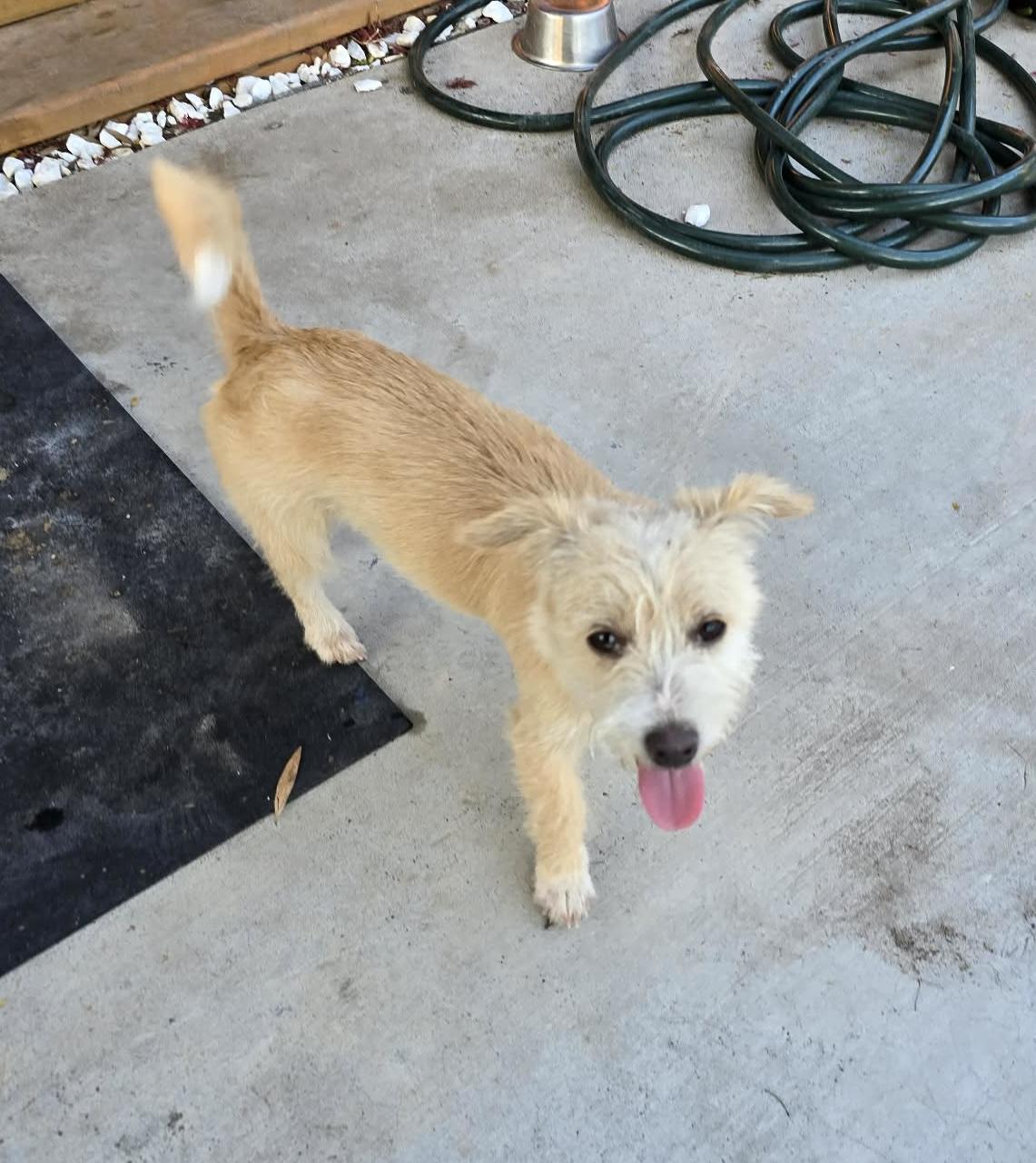 Enlarge Barbie, a ADOPTABLE mixed breed in Gainesville, VA image 1/2