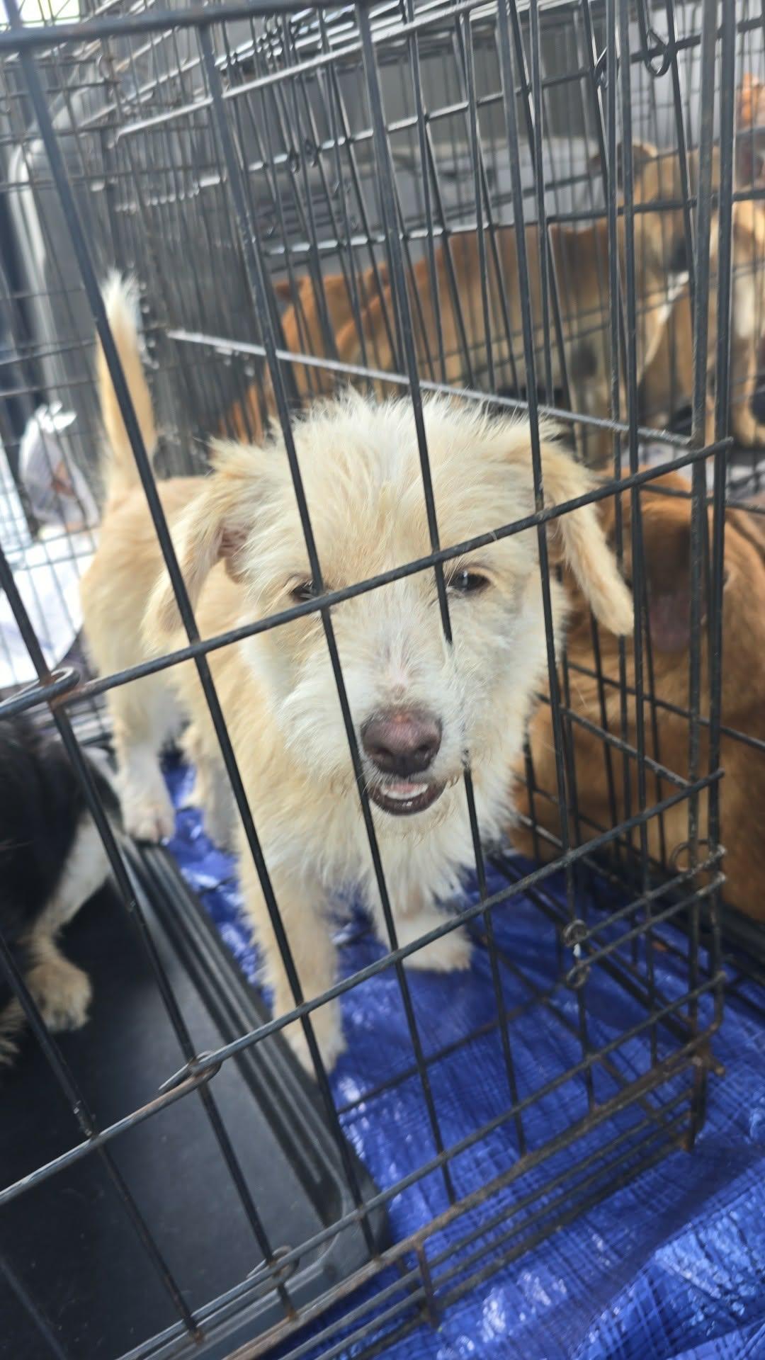 Enlarge Barbie, a ADOPTABLE mixed breed in Gainesville, VA image 2/2