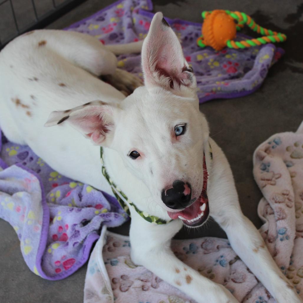 Buddy (WTTX 167), Adoptable, Young Male Mixed Breed.