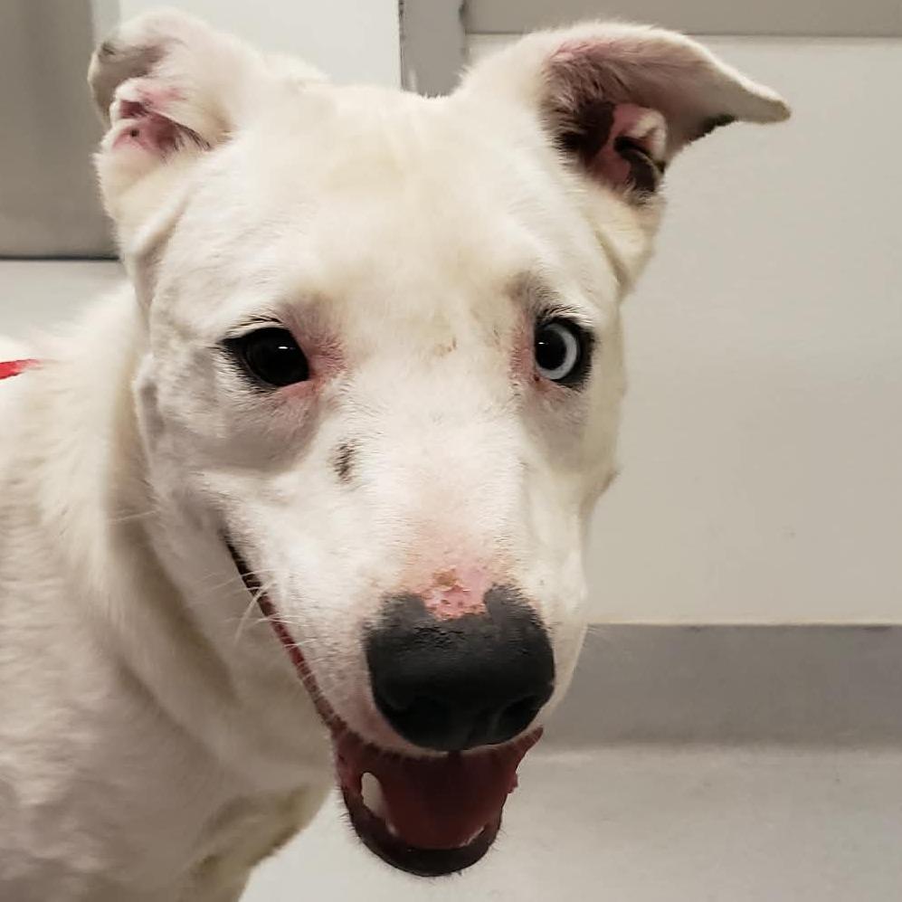 Enlarge Buddy (WTTX 167), a Adoptable Mixed Breed in Midland, TX image 2/5