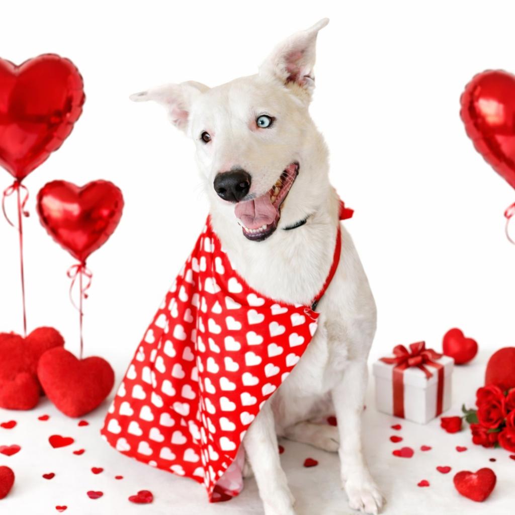 Enlarge Buddy (WTTX 167), a Adoptable Mixed Breed in Midland, TX image 3/5