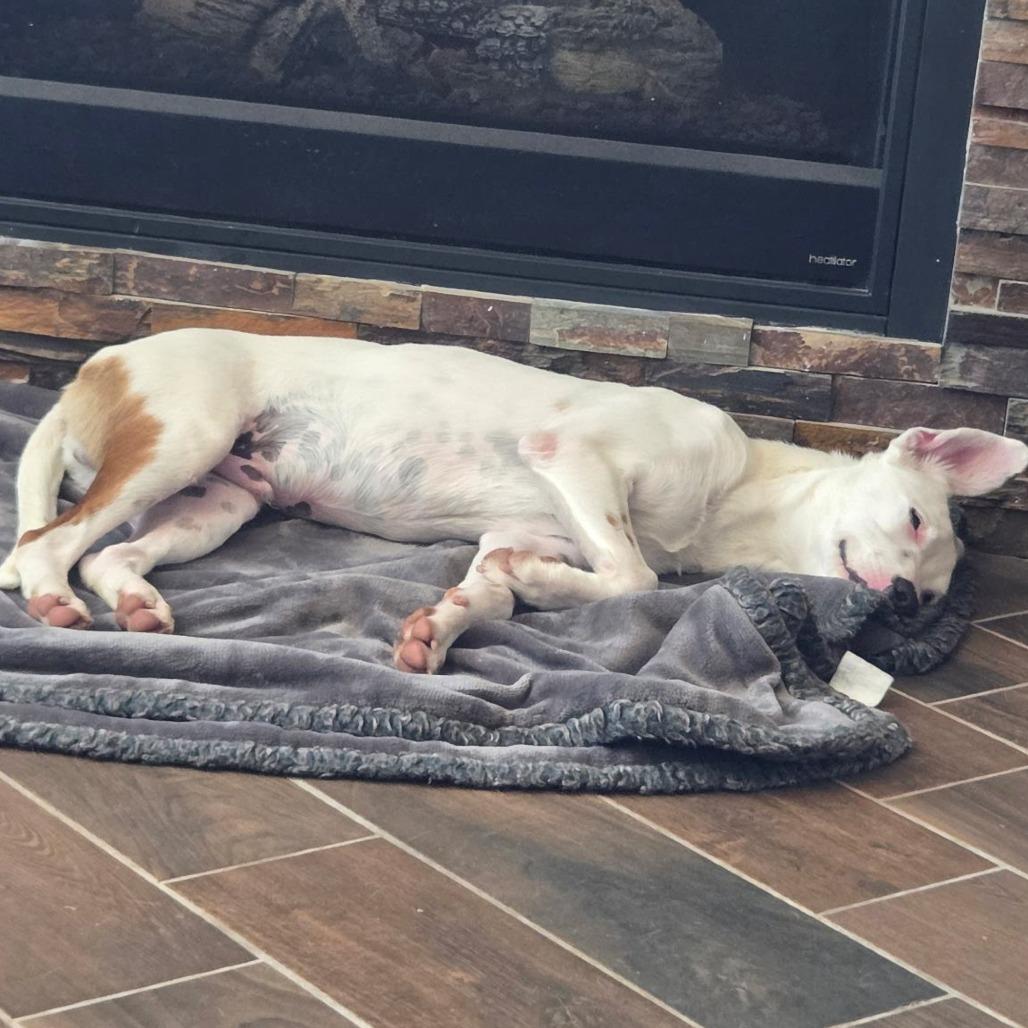 Enlarge Buddy (WTTX 167), a Adoptable Mixed Breed in Midland, TX image 4/5