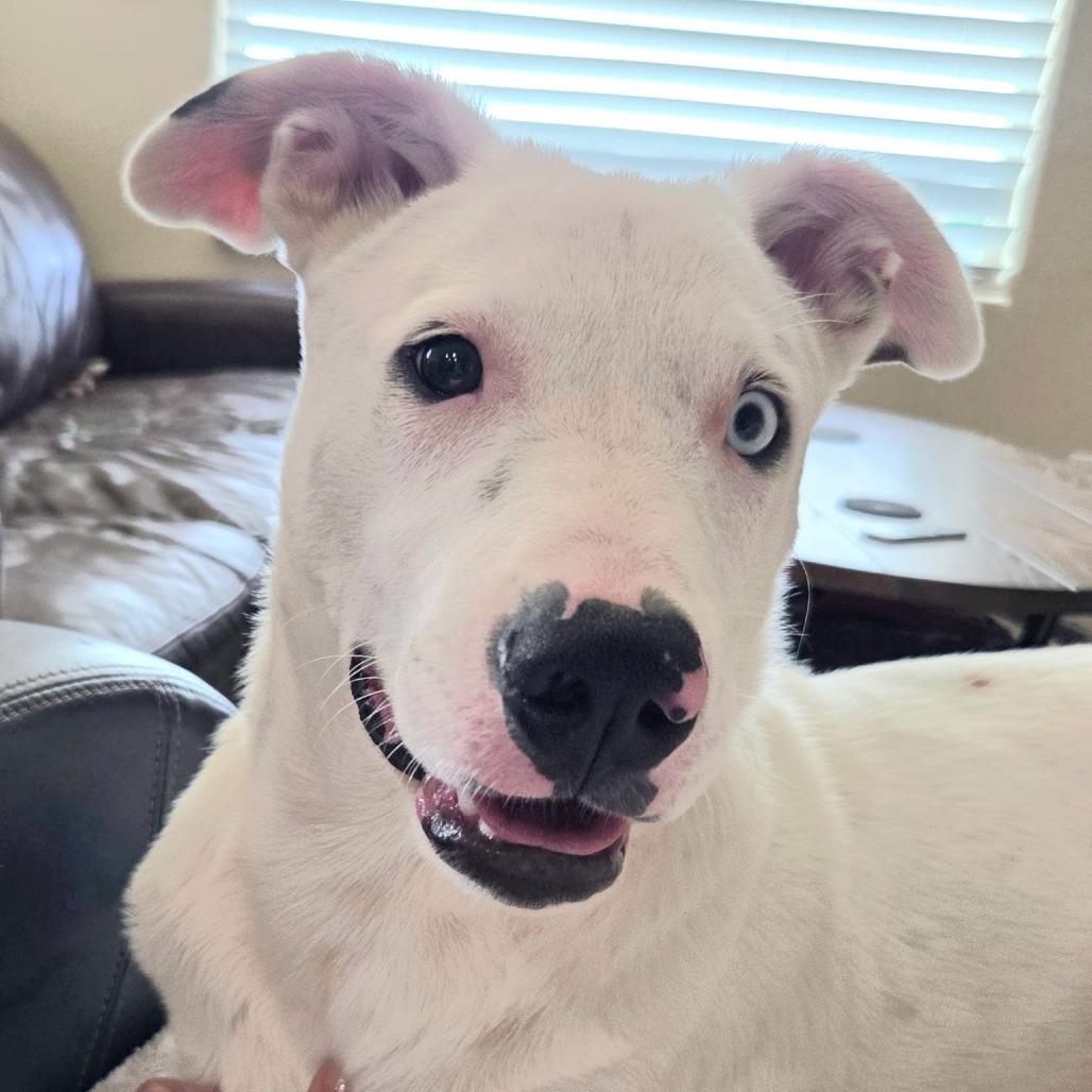 Enlarge Buddy (WTTX 167), a Adoptable Mixed Breed in Midland, TX image 5/5