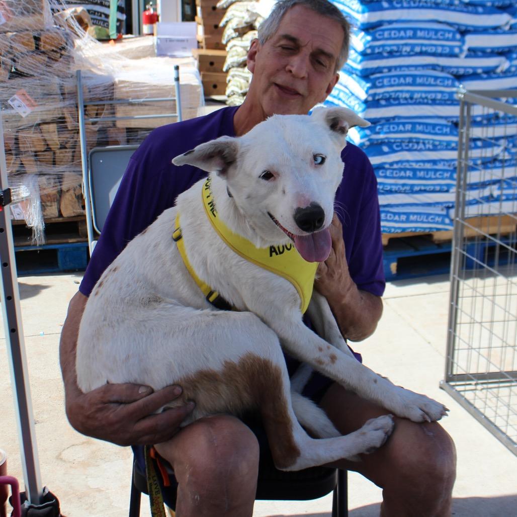 Enlarge Buddy (WTTX 167), a Adoptable Mixed Breed in Midland, TX image 6/6