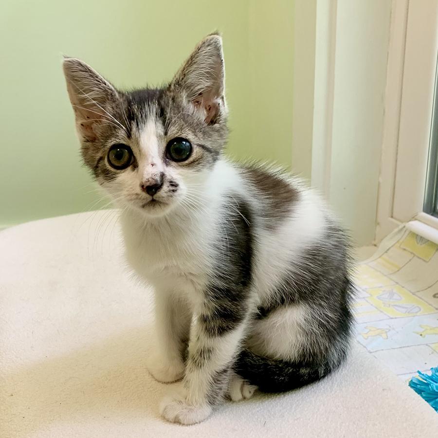 Dudley Domestic Short Hair Cat