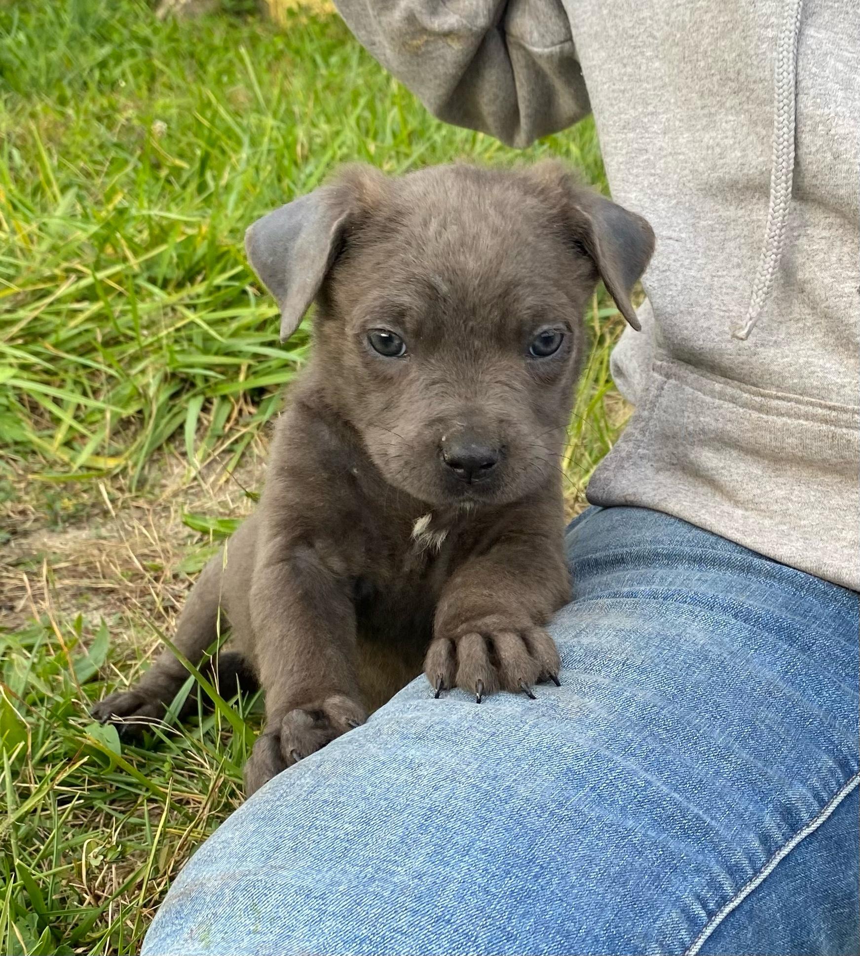 Enlarge Tiny, a Adoptable Cane Corso in Ewing, NJ image 2/3