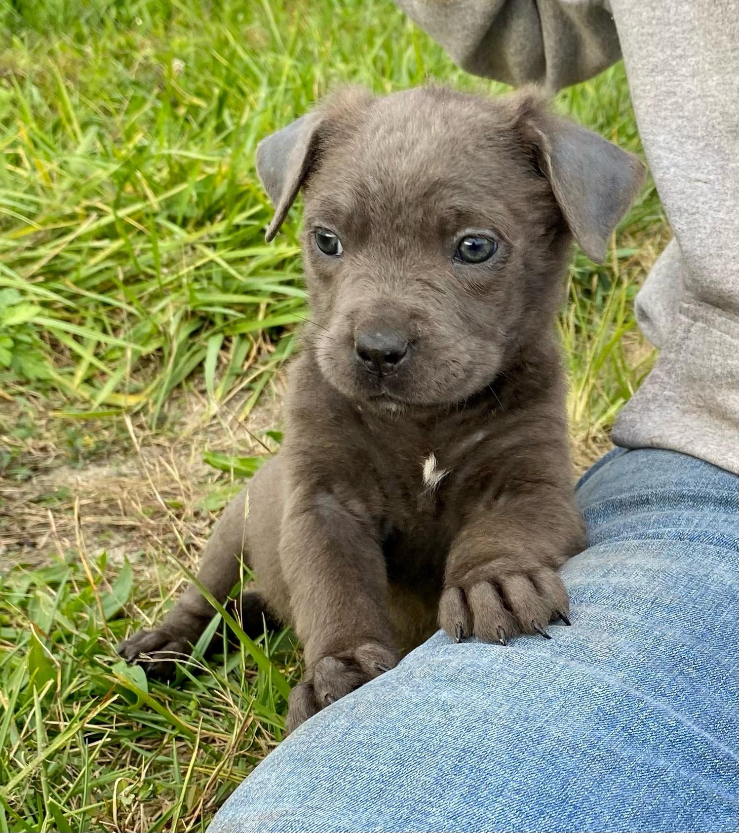 Enlarge Tiny, a Adoptable Cane Corso in Ewing, NJ image 1/3