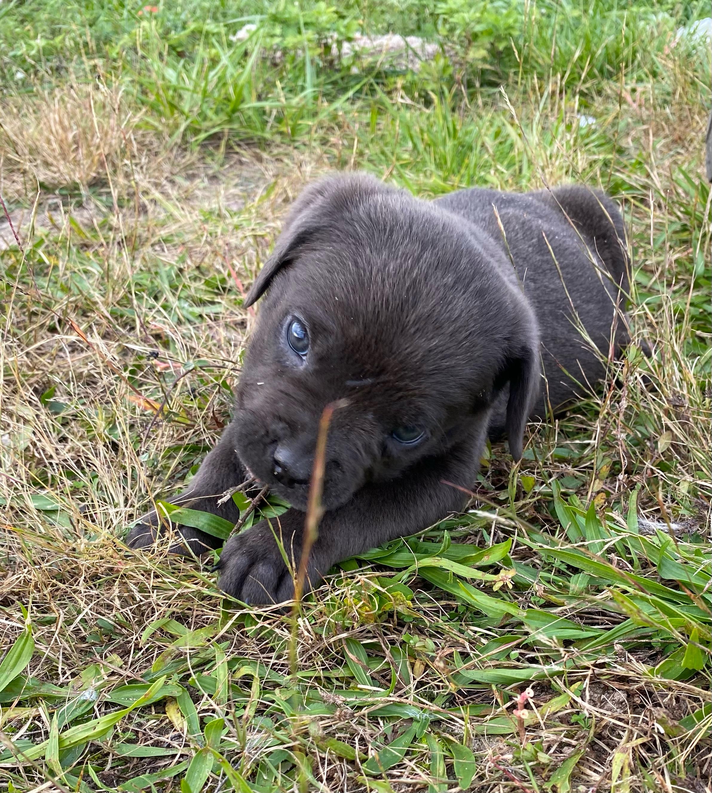 Enlarge Tiny, a Adoptable Cane Corso in Ewing, NJ image 3/3