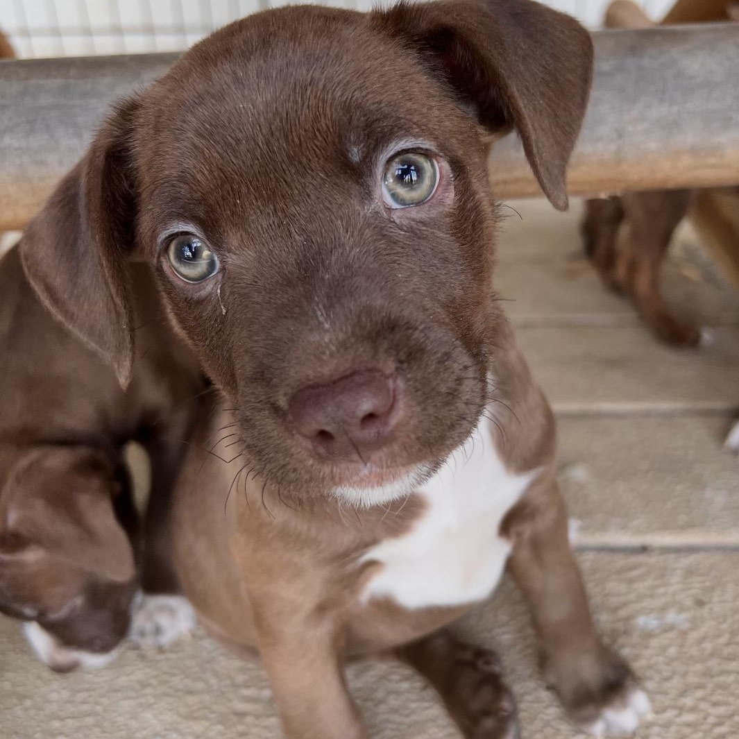 Decue, Adoptable, Puppy Male Chocolate Labrador Retriever & Pit Bull Terrier.