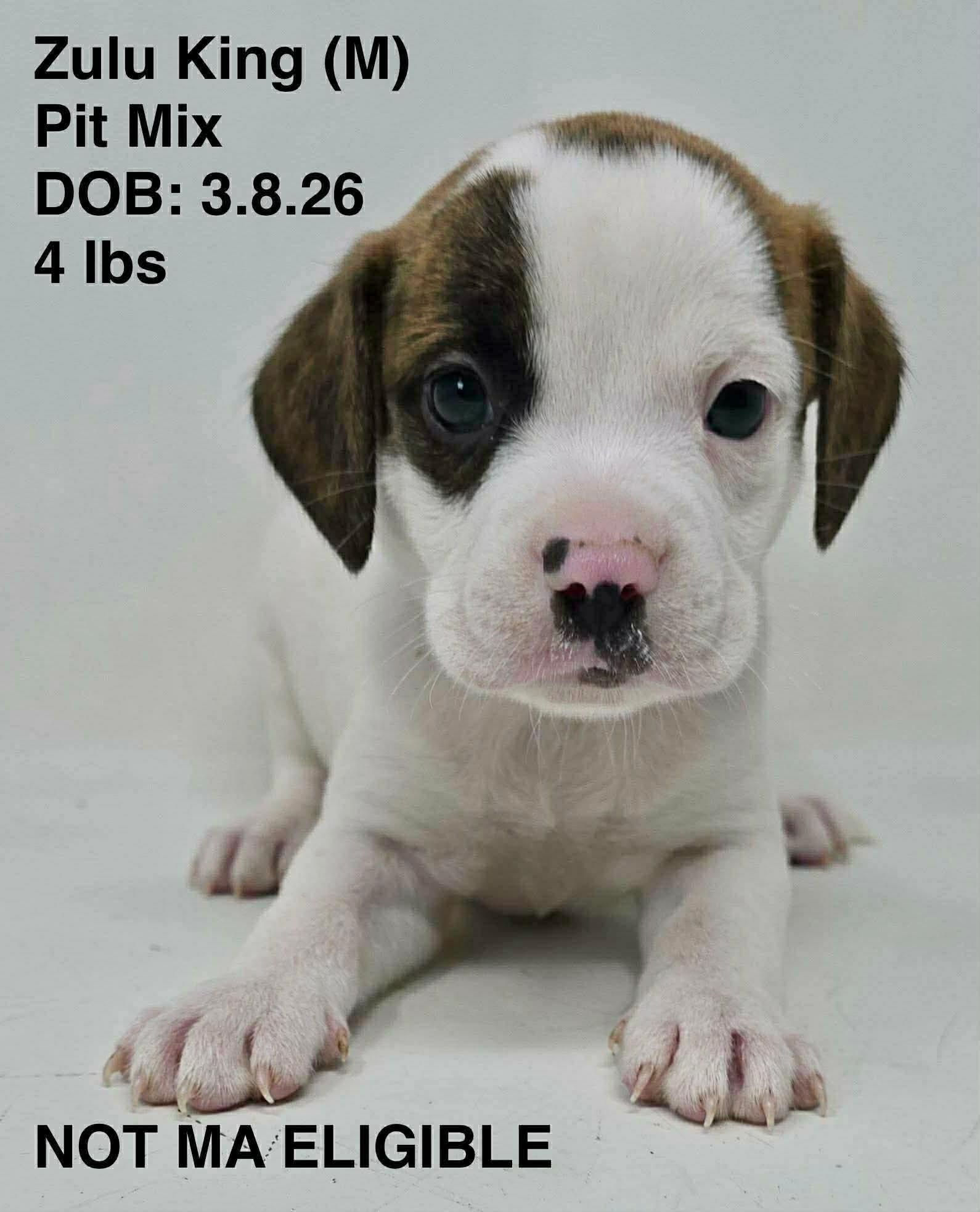 Enlarge ZULU, a Adoptable Pit Bull Terrier in Pomfret Center, CT image 1/1