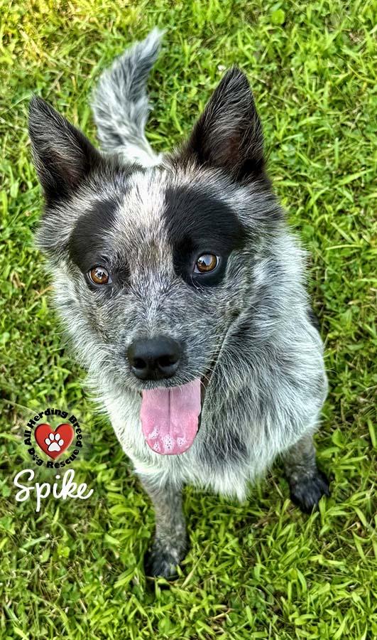 Spike, Adoptable, Young Male Cattle Dog.