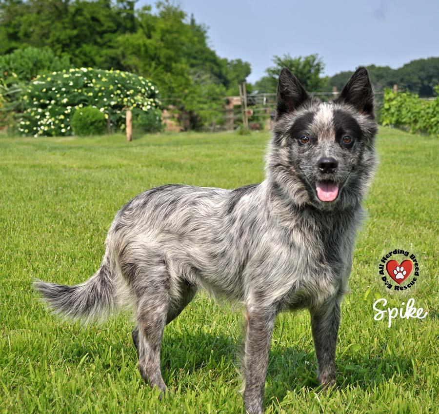 Enlarge Spike, a Adoptable mixed breed in Joliet, IL image 2/4