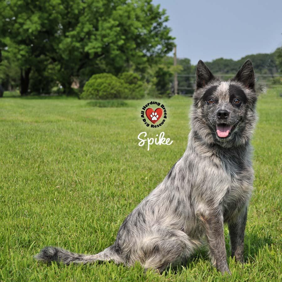 Enlarge Spike, a Adoptable mixed breed in Joliet, IL image 3/4